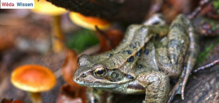 Familienwanderung - Finde den verschwundenen Moorfrosch