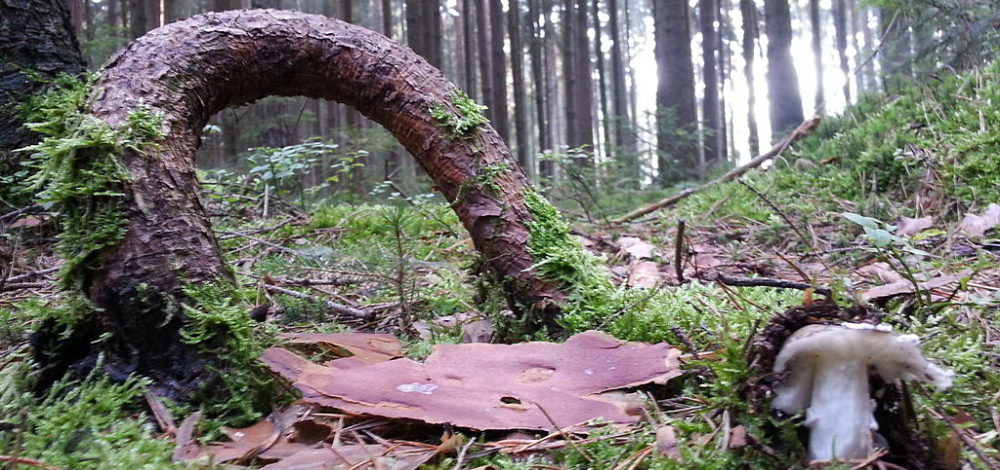 Sorbische Herbstwanderung