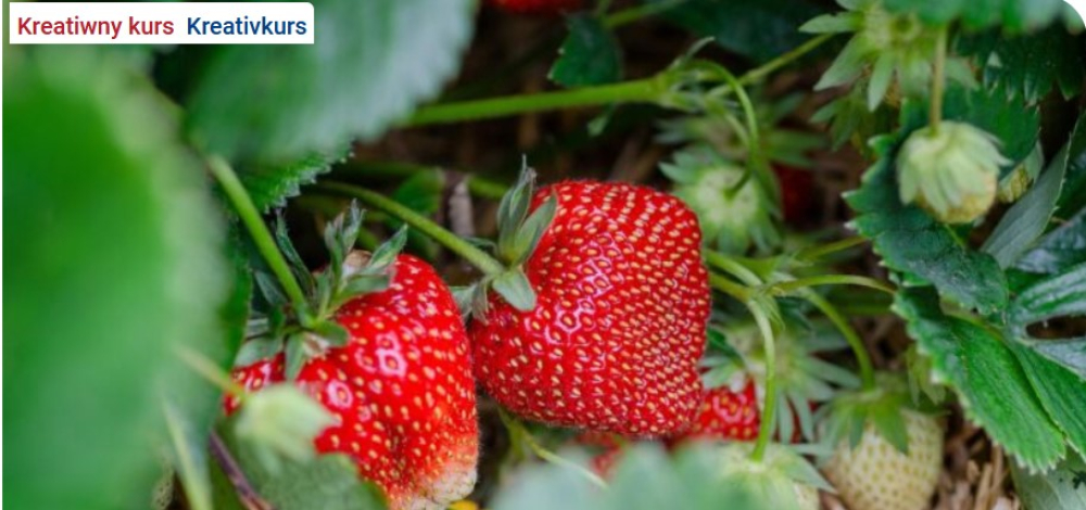 Sorbische Küche für Familien: Erdbeerrezepte